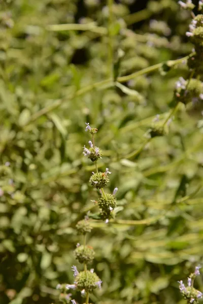 DSC_1629 (Large).JPG